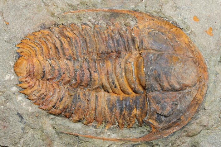 Cambrian Hamatolenus Trilobite - Tinjdad, Morocco #173254
